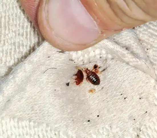 pest control Elaine